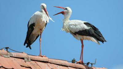 storks